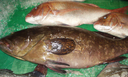 �����ӂ��A���F�A�ӂ�����