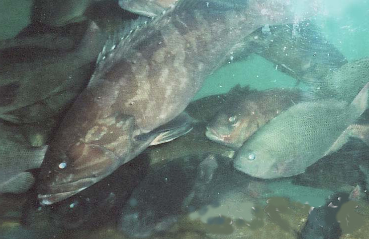 �����@�A���i�N�G�j����