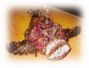 �����Z�O���̃I�R�[